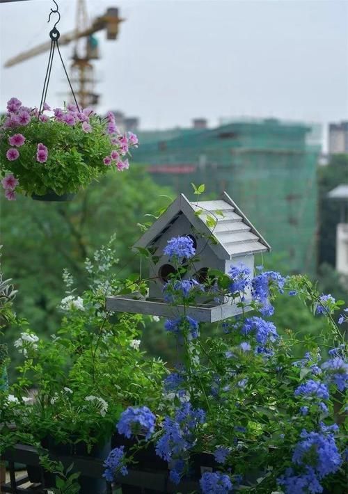 『图片作者』7种花现在长最快,像我这么养,蹭蹭爬成电视墙!