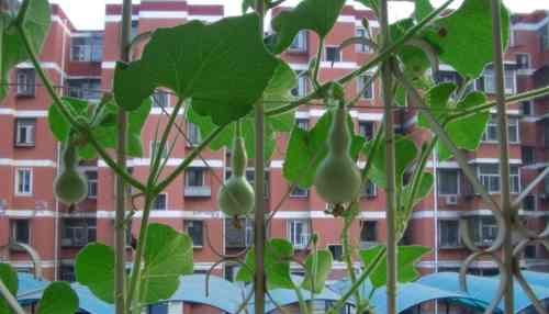  『种子』阳台怎么种葫芦？阳台葫芦怎么养？应该注意事项有哪些