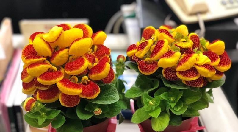  【种植】一种新型室内盆栽绿植，花朵奇特好看，开花几个月，种植很容易！