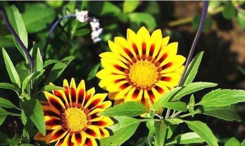  「家里」此四款花，养在家里花香怡人，花开繁盛，花苞如绣球，美爆了