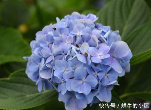  「扦插」适合立夏后扦插的4种花，气温高生根快，到了最热时花满枝头