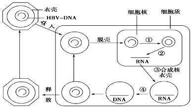  『免疫』客观认识乙肝阴转，监测肝功能，不宜过早改变免疫状态