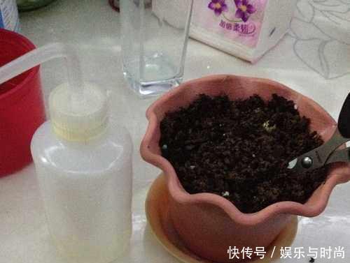  『花钱买』还在花钱买盆栽用半个火龙果，就可以种出这么漂亮的盆栽绿植！