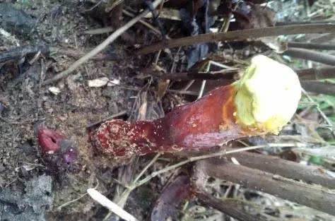 若有幸碰见这种野生物，请别踩它和挖走，价值不是一般高，要珍惜