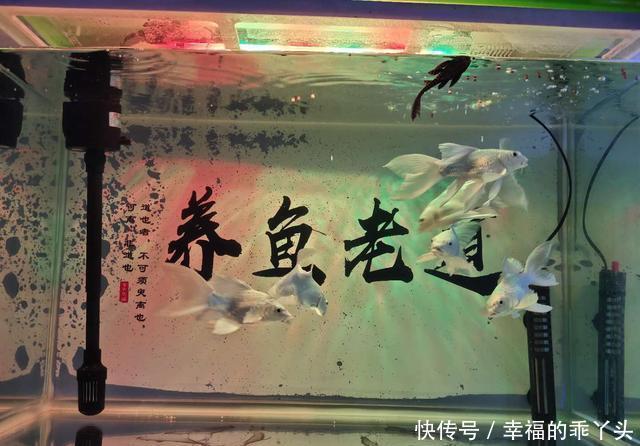  「鱼缸」八十厘米的鱼缸可以养什么热带鱼，金鱼、锦鲤可不可以？