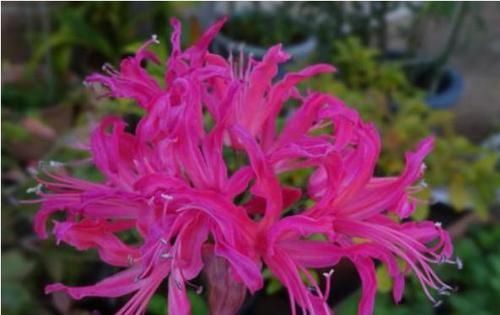  『水晶』盆栽钻石水晶，花名昂贵无比，花色绚丽闪闪发光，完胜百合爱爆盆