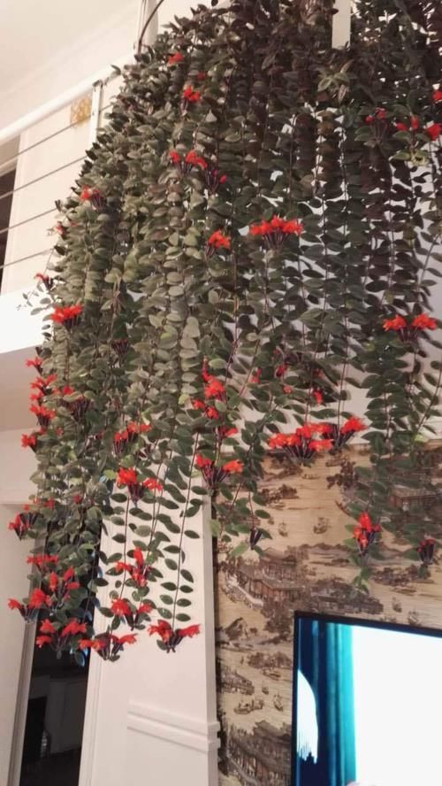  闪闪：喜欢菊花，就养盆“珍贵名菊”玉翎管，似银针四射，荧光闪闪