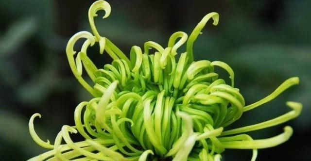 【窗纱】喜欢菊花,就养盆“珍稀名菊”绿窗纱影,似凤凰起舞,青碧可人