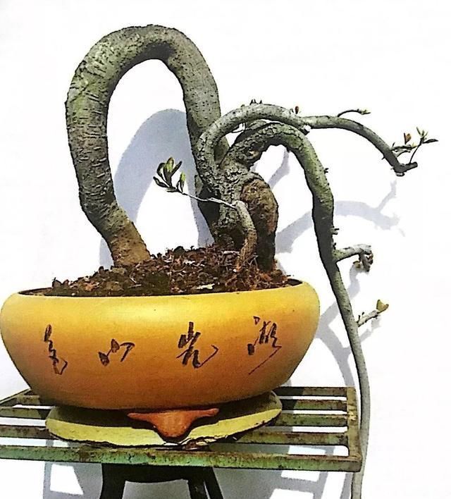 岭南盆景石斑木，可赏骨架可赏花，十六年成型案例分享