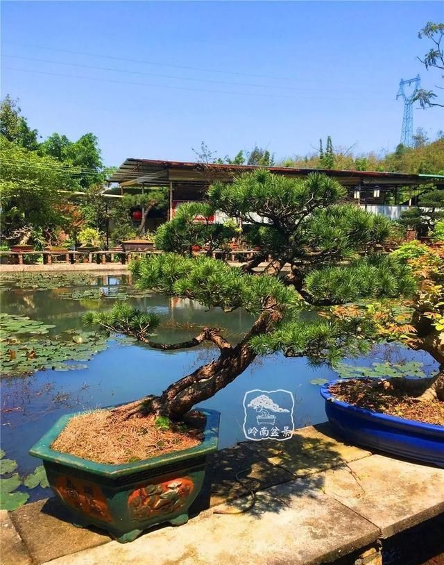 盆景大师都爱玩，山松会否成为下一个热点？