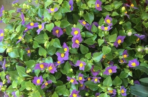  『花叶』新型盆栽“紫星花”，植株小巧玲珑，花叶俱美，香气四溢，值得养