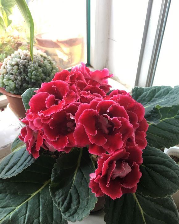  『巴掌』花中的“紫霞仙子”，开花巴掌大，轻松开爆盆，花期能开200天