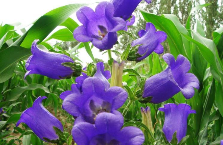 「花色」喜欢在家中养护花卉,就选5种花卉,花姿卓越,花色绚丽,非常美