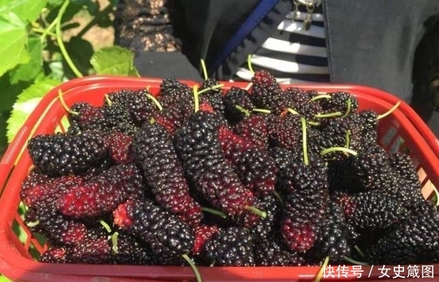  【市场中】30天就能成熟，亩产3200斤，一斤卖30元，农民却不太