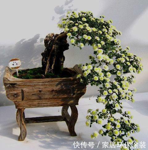 悬崖|半悬崖型盆景造型吸睛,这3个塑性要点,更具美感