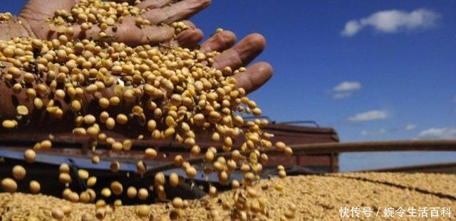 农民种地能喂饱全中国，国家每年还进口1亿吨粮食，只因为便宜？