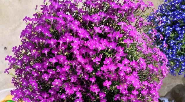 『种植』此盆栽花号称“爆盆神器”,花量超多,种植也容易,很适合现在养