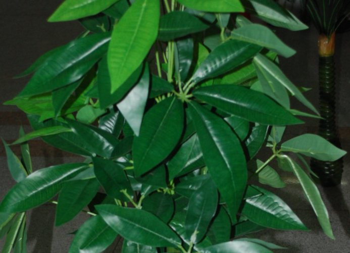  【添福添财添】“旺运又招财”的4种花，家里养1盆，招财又招运，添福添财添喜庆