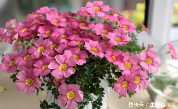 养好|阳台变花海,自然少不了这四个“开花狂魔”,养好了开花200天