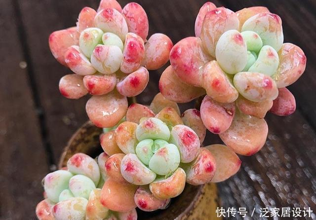  凝脂莲：多肉劳尔，美貌是骨，芳香是魂，年年养年年挂？是这些没做好
