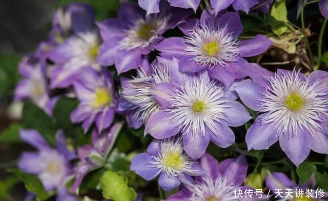 『耐热』喜欢养花就养此3种,耐热耐晒更耐旱,不用操心也能爆盆,美极了