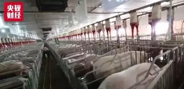 扩：将扩大养猪场产能 启动价格补贴联动机制