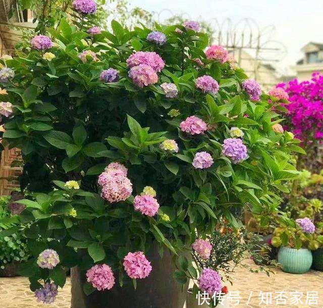  #花钱#老家淘个“大破缸”，种花养鱼，美轮美奂，不花钱还好看