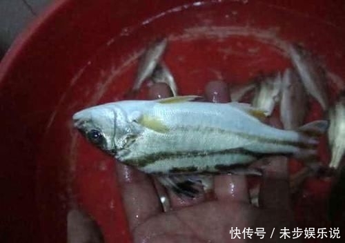  「黑色」这鱼沿海地区叫它“花身鸡鱼”体侧有3条成弓状的黑色纵带