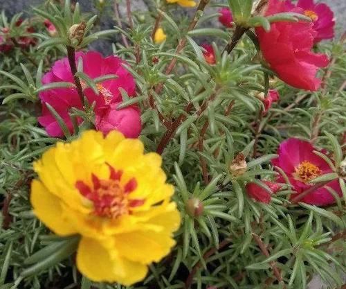  「懒人」6种适合懒人养的花，种上就不用管，比花农网的还好！