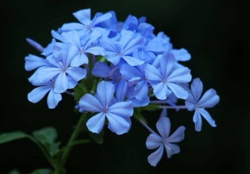  「薰衣草」这几款花卉，养在客厅，养眼又养生，开花轻松爆盆，花朵清新淡雅