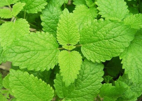  「猪笼草」家里蚊子多，试试这些驱蚊植物，开花香气满满，蚊子躲着走