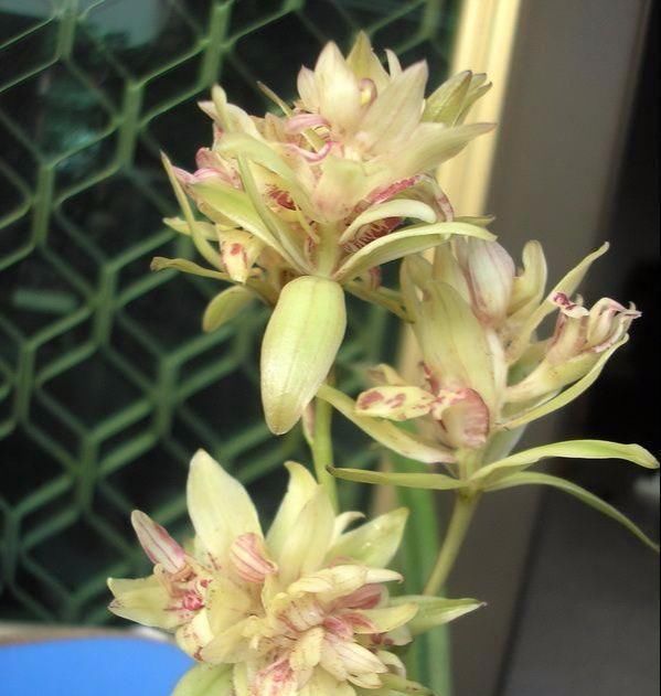  『便宜』这款兰花,花型俏丽,姿态优雅,便宜还好养,是家居盆栽的首选!
