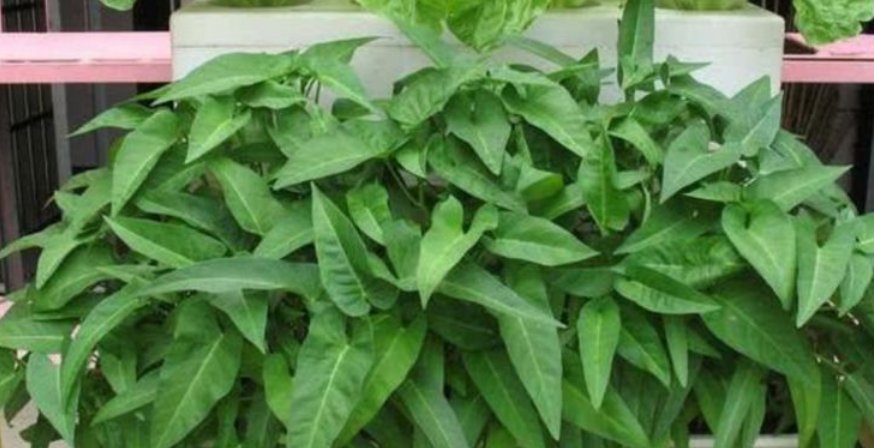  家里：养花不如种菜,“5种菜”养家里,7天吃一茬,一冬不用出门买菜