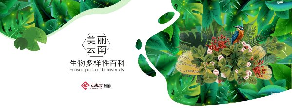  『种子』「生物多样性百科」种子植物长蕊木兰：登上邮票的明星物种