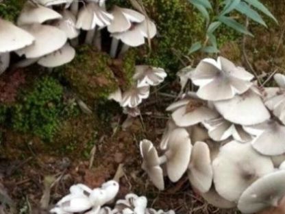  [农民]农村80后小时候经常吃的“它”现如今农民都舍不得吃，拿