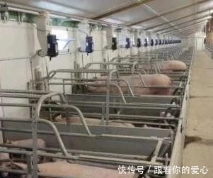  猪舍■不用盖猪舍也能养猪，快来看一下养猪大棚的建设方法吧！