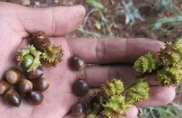  街边：南方才有的这种果子，街边摊上一斤10块钱，可农民却都不