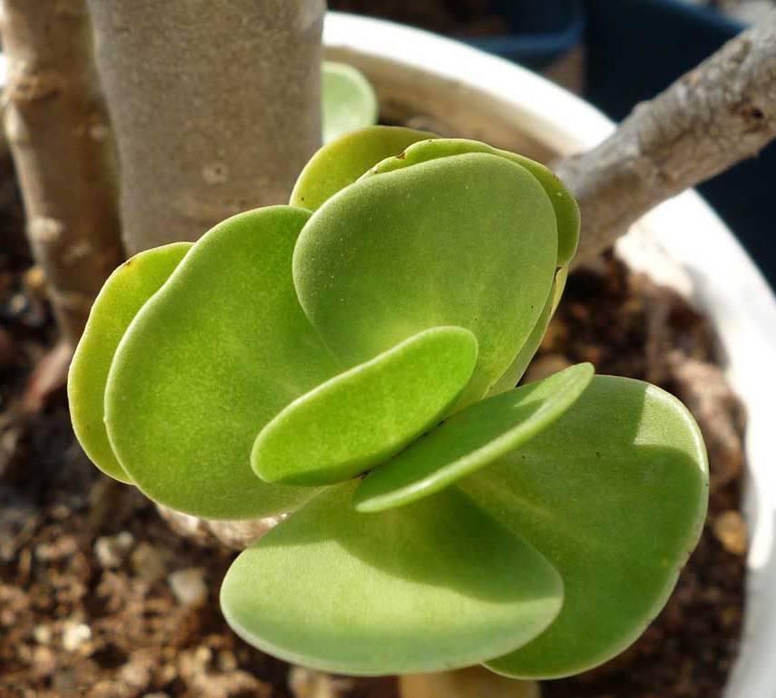  [金钱木]好看好养又不贵的5种多肉植物，能“旺财”