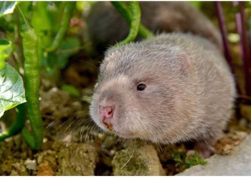  养殖|国家大力扶植养殖业，这四个养殖项目投资“有前景”，回报