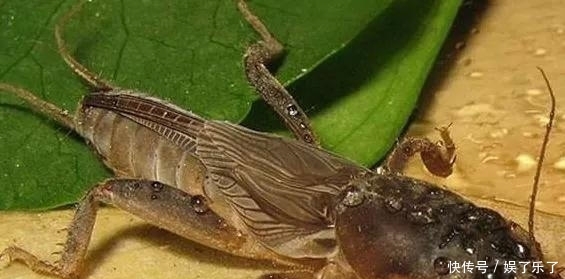 农村一种害虫，曾是毁坏庄稼的好手，现一斤60块，养殖它可致富