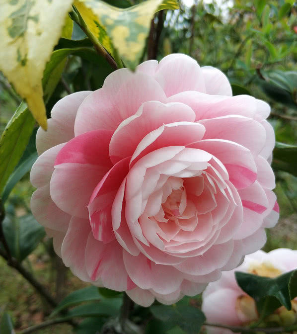『一树多色花大色艳』中国产的世界名花,一树多色花大色艳,颜值不输“花中之王”!