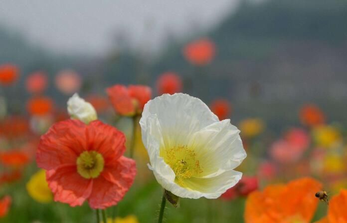  『适合』“4种花”，花朵美，开花快，适合成片养！