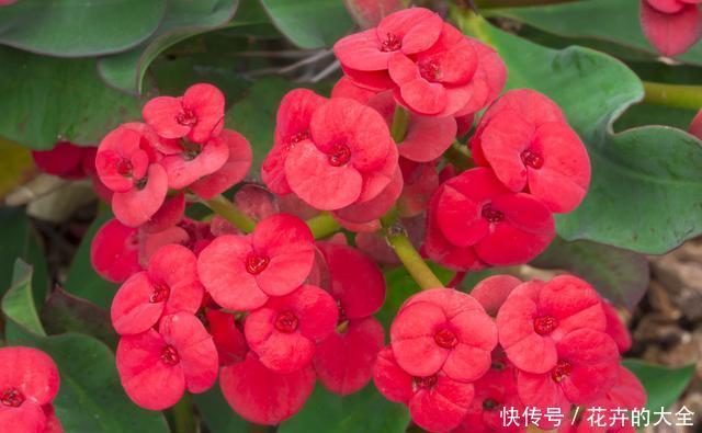 养护|虎刺梅漂亮又好养,不用管,都能全年不间断开花