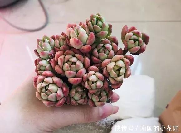  『图片作者』多肉变成白菜价，几毛钱1棵，有的都白送，你买贵了吗？