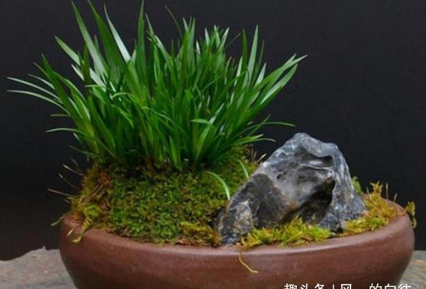  【建议】客厅盆栽绿植选这3种做盆景，四季常绿，好看又好养，建议收藏