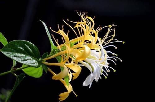 金银花■这花特像金银花,但是有毒,看见一定躲着走!