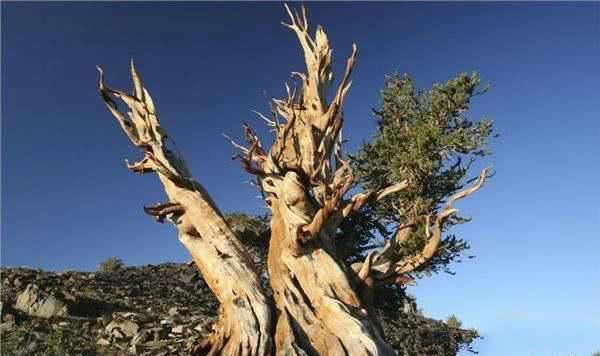 这些才是真正的天价树木,价值连城,一亿都买不走,却少有人知