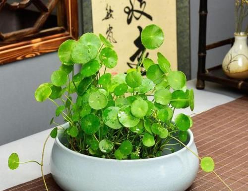  「轻松」想要养好铜钱草？用上4招，轻松爆满盆、少生病虫害