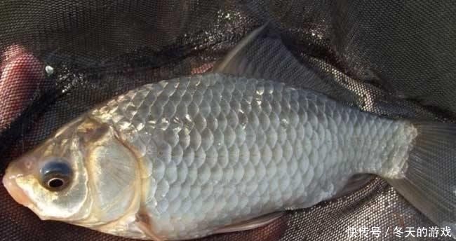 颗粒比较小:打窝来鱼快?还是搓饵抽窝来鱼快?懂了上鱼更快
