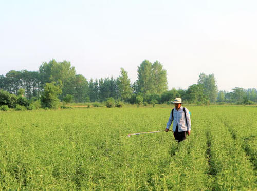 有种农作物曾经亩收入上万，一农民冒险种植六亩，最终结果如何？